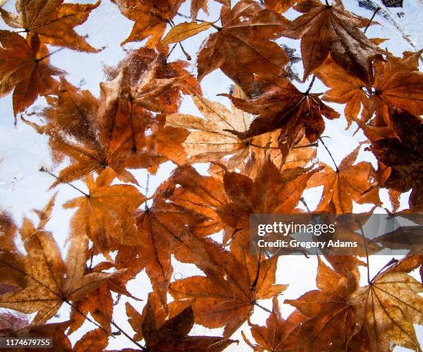 colorful fall leaves frozen in ice - lovely frozen leaves stock pictures, royalty-free photos & images