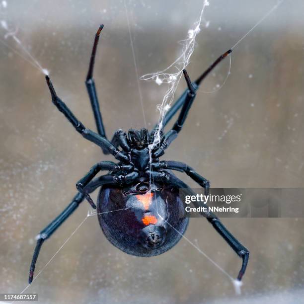 lato ventrale del ragno vedova nera - vedova nera foto e immagini stock