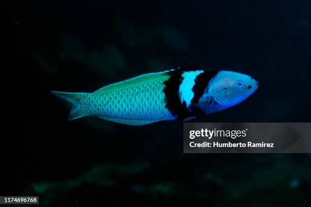 Blue Head Rass 48 Bluehead Wrasse Stock Photos, High-Res Pictures, and Images - Getty ...
