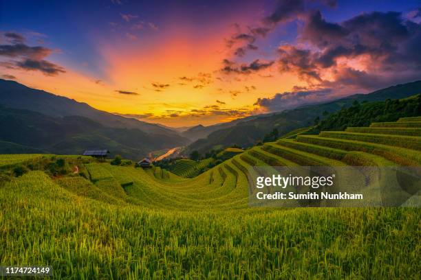rice fields terraced in harvest season with sunset of mu cang chai, yenbai, northern vietnam, vietnam landscapes rice fields terraced. - sapa stock pictures, royalty-free photos & images