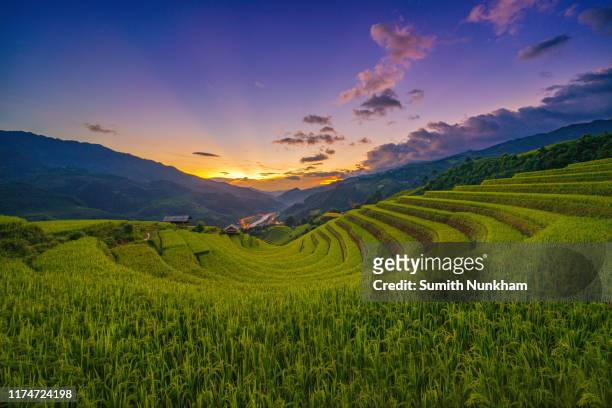 rice fields terraced in harvest season with sunset of mu cang chai, yenbai, northern vietnam, vietnam landscapes rice fields terraced. - muş city turkey stock pictures, royalty-free photos & images