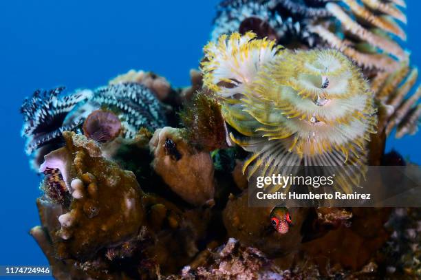 christmas tree worm and blenny. - blenny stock pictures, royalty-free photos & images