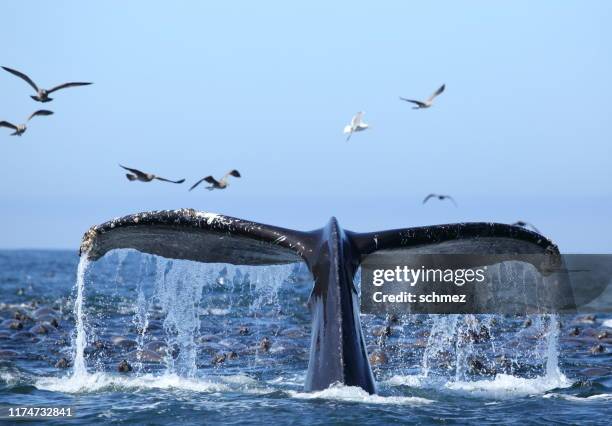 avistamiento de ballenas en la bahía de monterey california ee.uu. - aleta de cola aleta fotografías e imágenes de stock