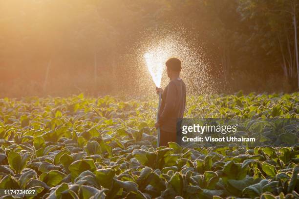 farmers watering tobacco in a converted tobacco. - viñales cuba fotografías e imágenes de stock