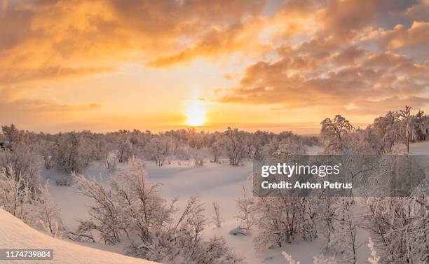 winter forest at sunset. beautiful winter landscape, finland - winter and sun stockfoto's en -beelden