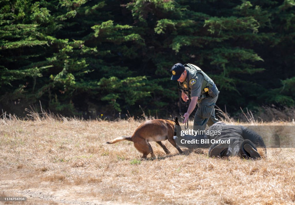 Polisens hundträning med belgiska Malinois med skyddskläder