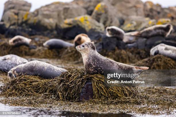 wild grey seal (halichoerus grypus), iceland - knubbsäl bildbanksfoton och bilder
