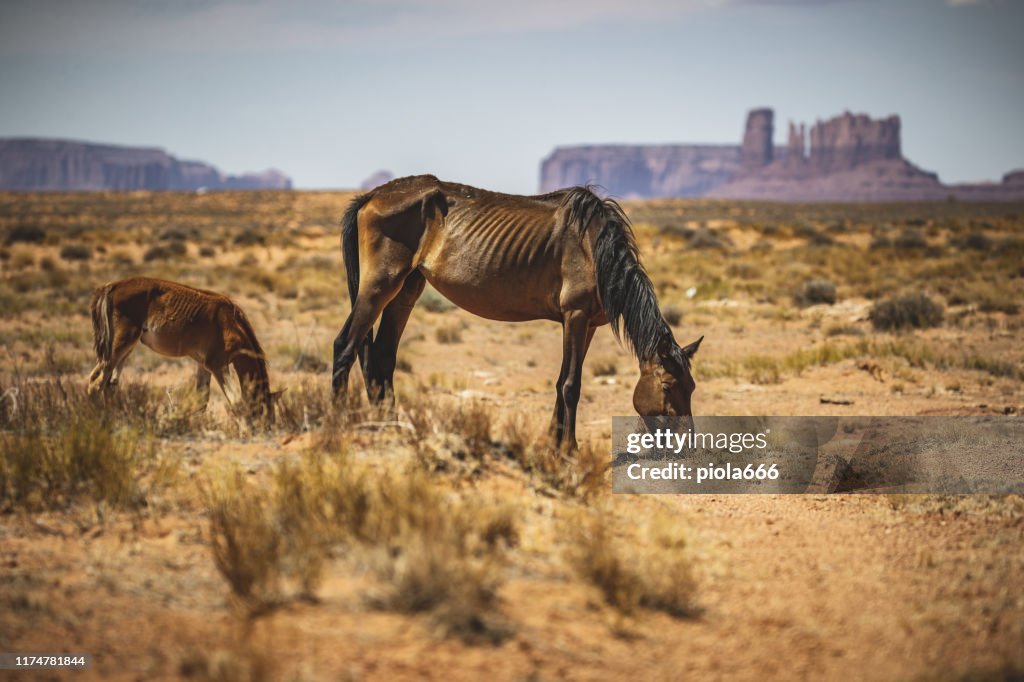 在紀念碑谷沙漠的瘦馬