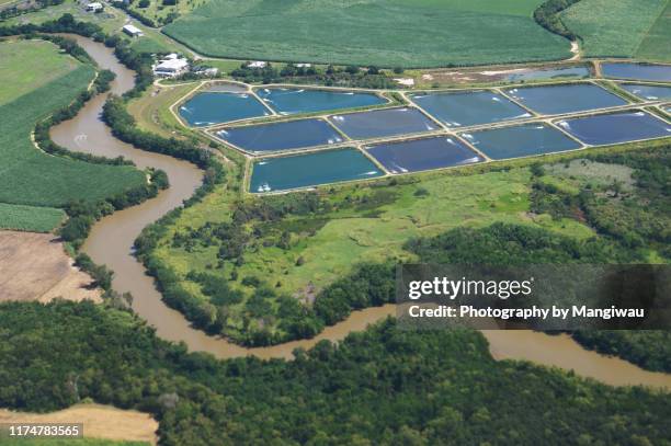 australian aquaculture - barramundi stock pictures, royalty-free photos & images