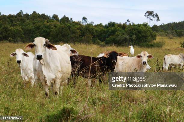 beef cattle - hereford cow bildbanksfoton och bilder