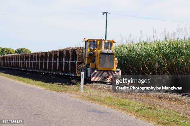 sugar cane harvest - bundaberg - queensland photos et images de collection