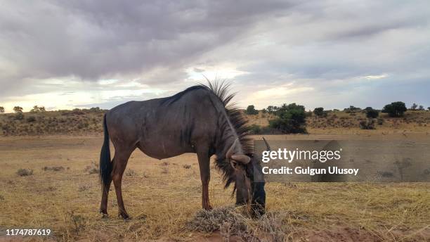 a wildebeest eating grass - kgalagadi transfrontier park stock pictures, royalty-free photos & images