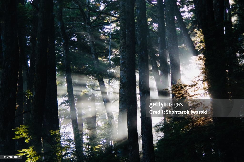 Sunrise from KUMOTORI Forest