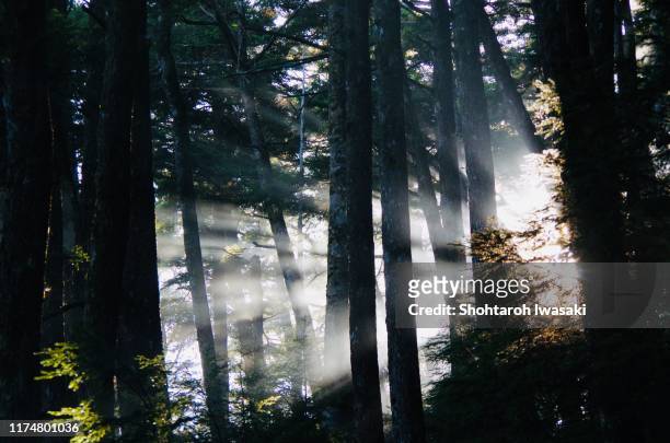 sunrise from kumotori forest - baden baden stock pictures, royalty-free photos & images