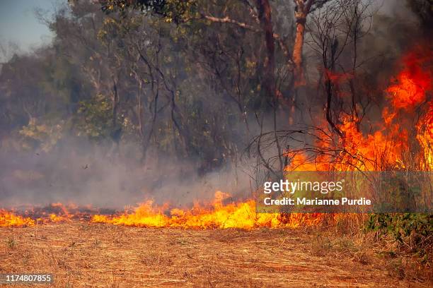 the ravages of fire in the bush - arson foto e immagini stock