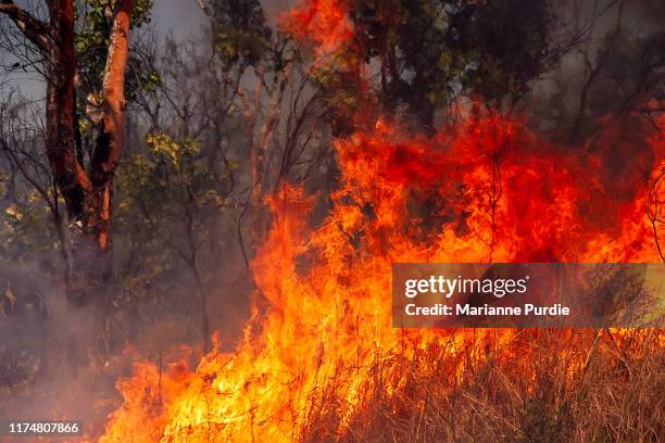 the ravages of fire in the bush - slash and burn stockfoto's en -beelden