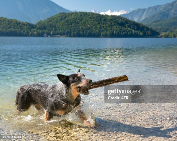 australian cattle dog retrieving a stick from the lake, austria - australian cattle dog imagens e fotografias de stock