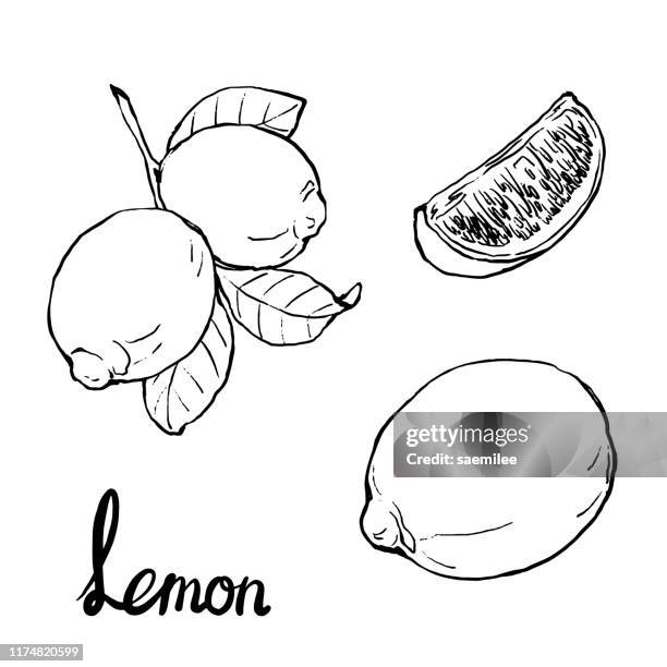 lemon drawing - lemon stock illustrations