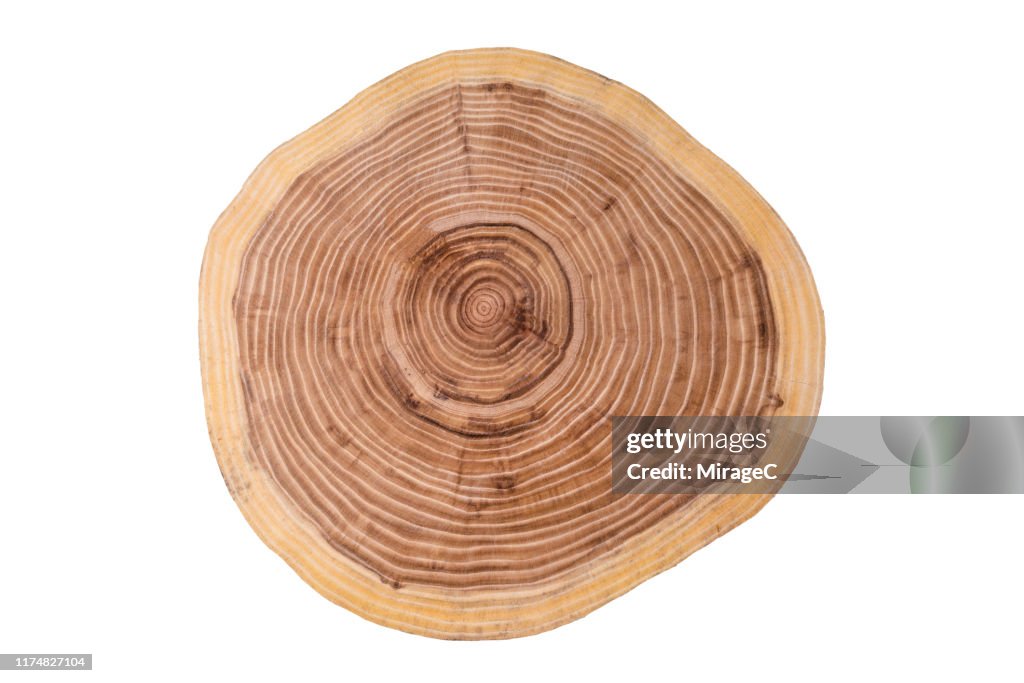 Tree Trunk Slice on White