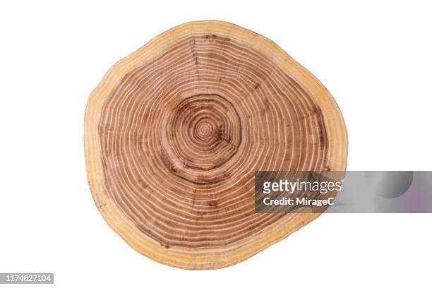 tree trunk slice on white - wood section fotografías e imágenes de stock