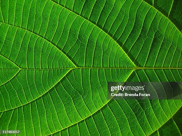 vibrant leaf macro - leaf with veins stock-fotos und bilder