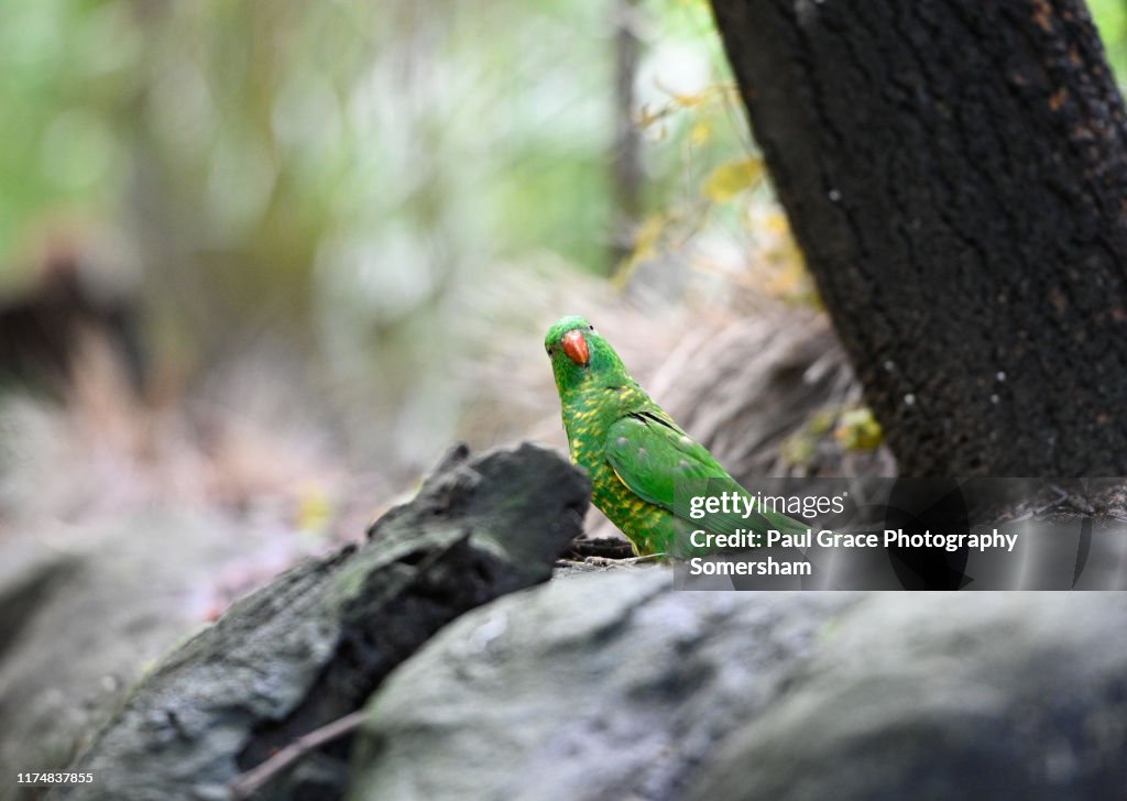 Scaly-breasted Lorikeet (Trichoglossus chlorolepidotus)