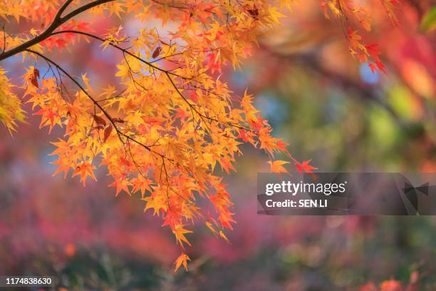 red maple leaves background in kyoto, japan - 紅葉 ストックフォトと画像