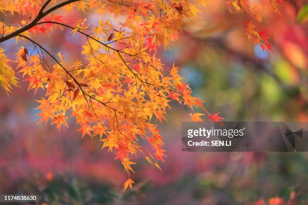 red maple leaves background in kyoto, japan - japanese maple stockfoto's en -beelden