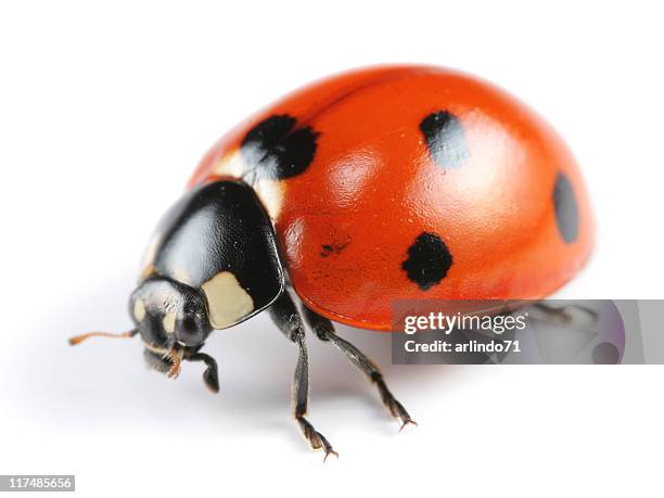 sette a coccinella - insetto foto e immagini stock