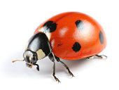 A seven spotted Ladybug on a white background