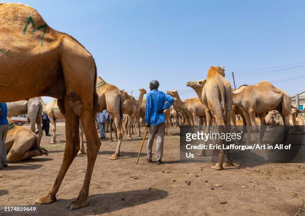 Somali man in the camel market, Woqooyi Galbeed region, Hargeisa, Somaliland on August 5, 2019 in Hargeisa, Somaliland.