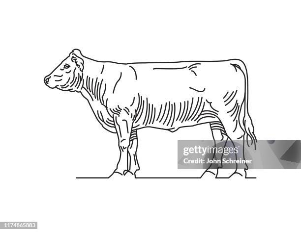 steer logo - beef stock illustrations