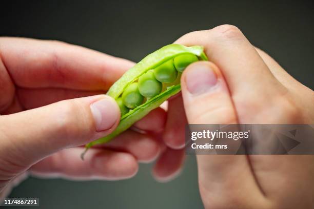 fresh peas - エンドウマメの鞘 ストックフォトと画像