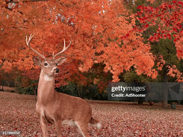 deer - white tail buck stock-fotos und bilder