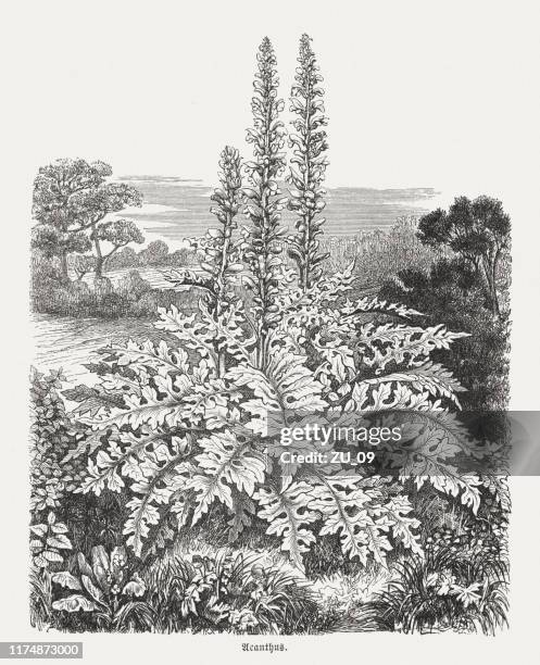 ilustrações de stock, clip art, desenhos animados e ícones de bear's breeches (acanthus mollis), mediterranean thistle, wood engraving, published 1894 - acanthus leaf