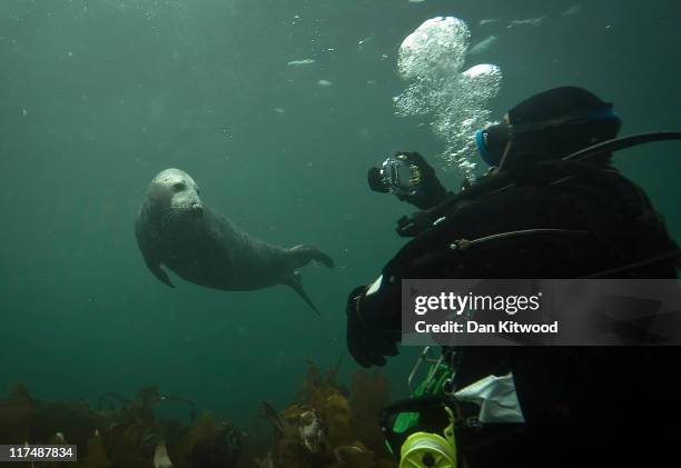 Grey Seal comes for a closer look at a group of divers on June 25, 2011 at the Farne Islands, England. The Farne Islands, which are run by the...