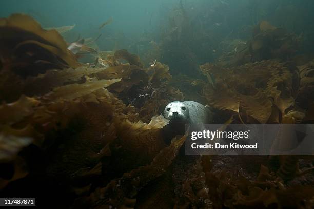 Grey Seal comes for a closer look at a group of divers on June 25, 2011 at the Farne Islands, England. The Farne Islands, which are run by the...