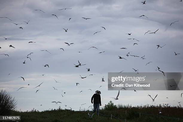 Warden walks through a breeding colony of Arctic Terns on June 24, 2011 on Inner Farne, England. Visitors to the Farne Islands are pre-warned and...