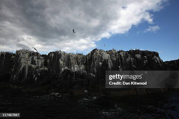 Guillemots nest on cliff faces on June 24, 2011 off Inner Farne, England. The Farne Islands, which are run by the National Trust, are situated two to...