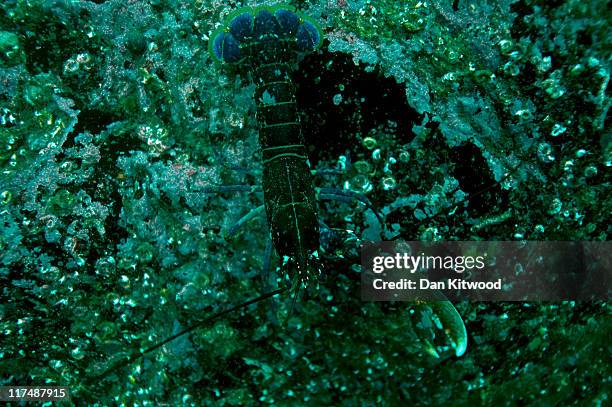 Lobster blends into a rock face on June 25, 2011 off Inner Farne, England. The Farne Islands, which are run by the National Trust, are situated two...