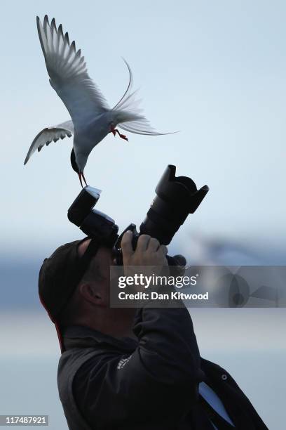 An Arctic Tern pecks a mans camera as he walks through nesting seabirds on June 25, 2011 on Inner Farne, England. Visitors to the Farne Islands are...