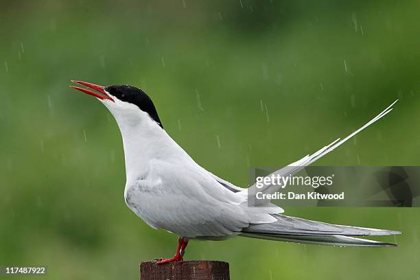 An Arctic Tern sits in ther rain on June 24, 2011 on Inner Farne, England. The Farne Islands, which are run by the National Trust, are situated two...