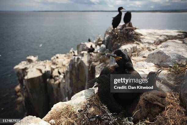 Shag sits on it's chicks on a cliff top on June 24, 2011 on Inner Farne, England. The Farne Islands, which are run by the National Trust, are...