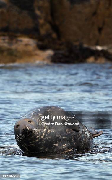 Grey Seal relaxes in the shallows on June 24, 2011 at the Farne Islands, England. The Farne Islands, which are run by the National Trust, are...