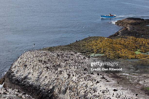 Visitors get a close up encounter of nesting seabirds on the cliff faces on June 24, 2011 off Inner Farne, England. The Farne Islands, which are run...