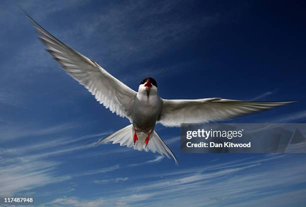 An Arctic Tern dives down to protect its nest on June 24, 2011 on Inner Farne, England. The Farne Islands, which are run by the National Trust, are...