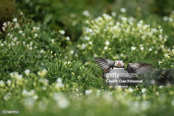 Puffin flaps it's wings near it's burrow on a cliff top on June 24, 2011 on Inner Farne, England. The Farne Islands, which are run by the National...
