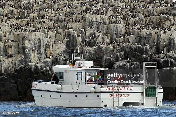 Visitors get a close up encounter of nesting Guillemots on the cliff faces on June 24, 2011 off Inner Farne, England. The Farne Islands, which are...