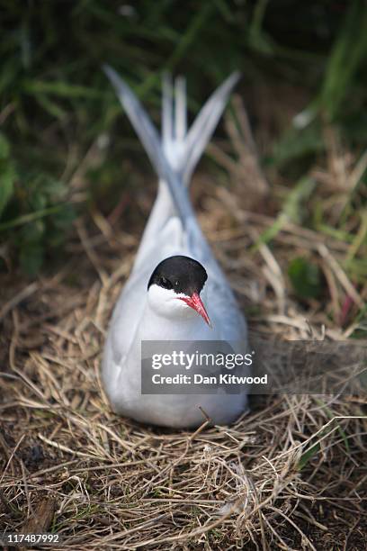 An Arctic Tern sits on it's nest on June 24, 2011 on Inner Farne, England. The Farne Islands, which are run by the National Trust, are situated two...