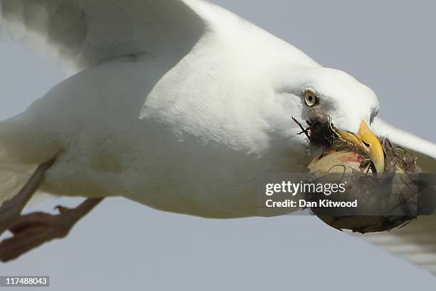 Gull steals an egg from a nest on a cliff top on June 24, 2011 on Inner Farne, England. The Farne Islands, which are run by the National Trust, are...